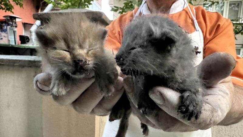 Edirne'de yangında mahsur kalan kedi yavruları kurtarıldı
