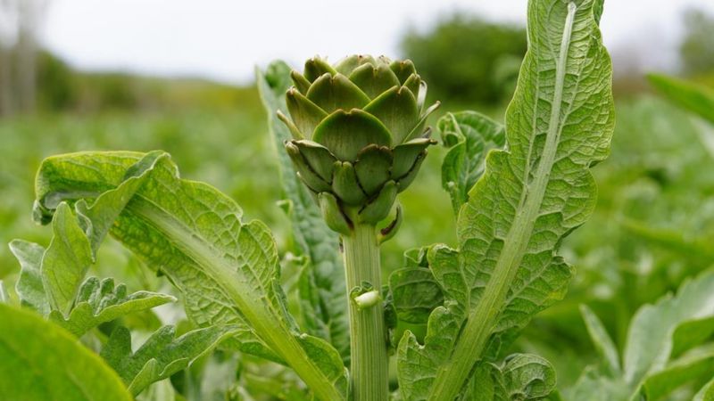 İzmir’de enginar hasadı: Tanesi 25 lira