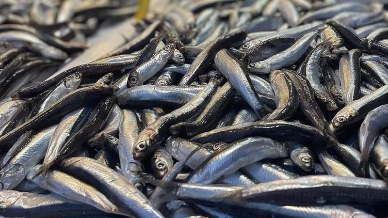 Hamsi ihracatı sezonunda gelirini yüzde 33 artırdı