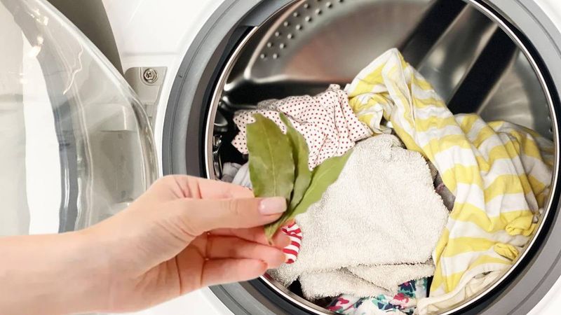 Resmen pamuk gibi yapıyor! Çamaşır makinesine o bitkinin yapraklarını koyan yumuşatıcıyı unutuyor...