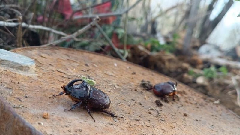 Türkiye'de geziyor: İşte dünyanın en güçlü böceği! Fiyatı 90 bin dolar