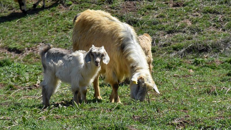Van'da 21 yılın en yağışlı mart ayı yaşandı: Çiftçilerin yüzü güldü