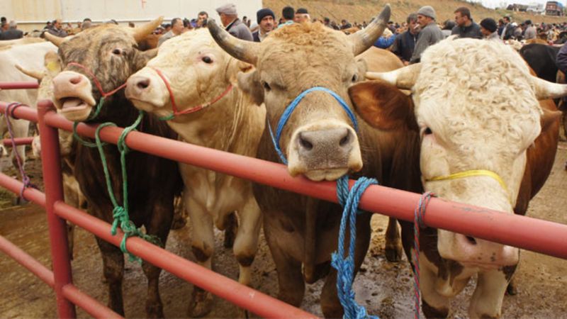 Kurbanlık fiyatları 2024: Büyükbaş ve küçükbaş kurbanlık ne kadar, kaç TL? Dana, tosun, koyun, koç...