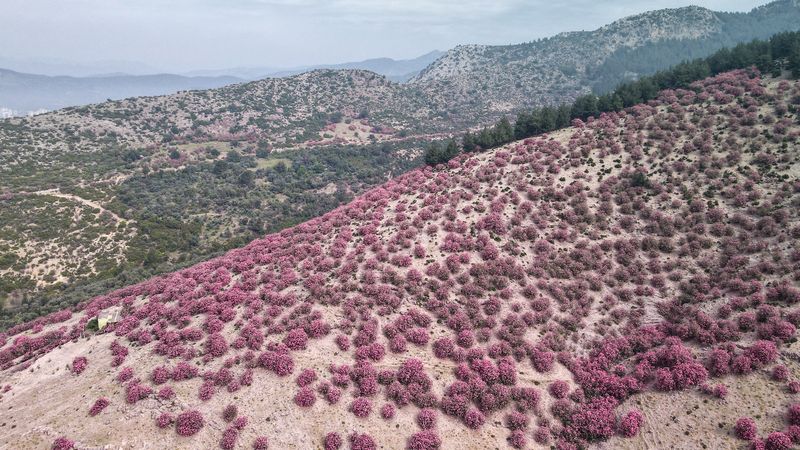 Adana'da zakkumlar çiçek açtı