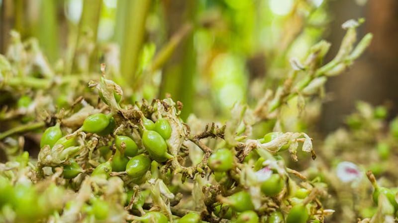 İster tuz yiyin, ister tatlı! Bu bitki tansiyonu dize getiriyor