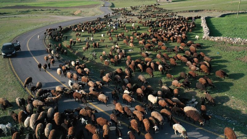 Ağrı'da göçerlerin zorlu yayla yolculuğu başladı