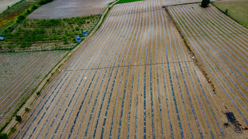 Bilecik'te coğrafi işaretli karpuz fideleri toprakla buluştu