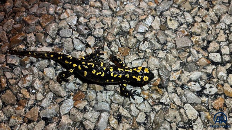 Nesli tehdit altındaki 'sarı benekli semender' Şırnak'ta görüldü