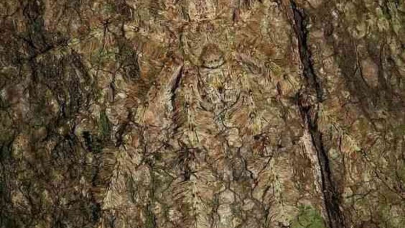 İllüzyon testi: Ağaçta bir böcek geziyor, kimse çıplak gözle göremiyor...