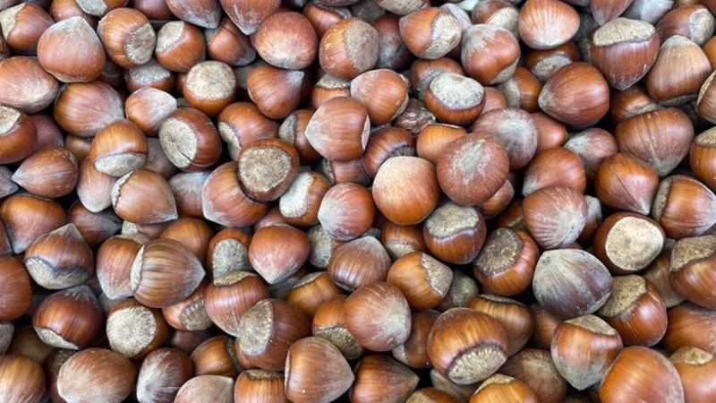 Ticaret borsalarında 337 bin tonun üzerine fındık işlem gördü