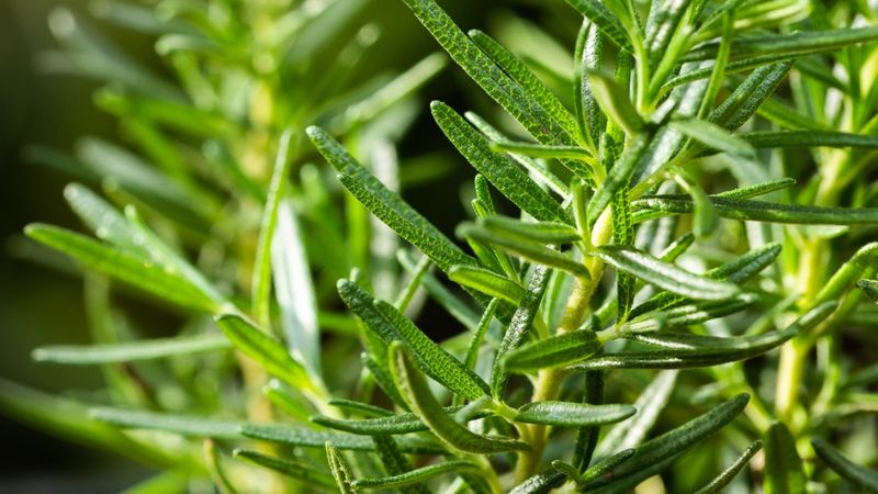 Zahter nedir? Zahterin faydaları nelerdir?