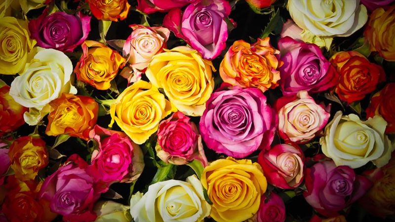 Anneler Günü için Türkiye'den Avrupa'ya 70 milyon dal çiçek gitti