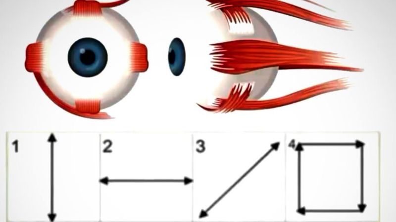 Haftada 1 kez yapın, göz damarlarınızı açın...