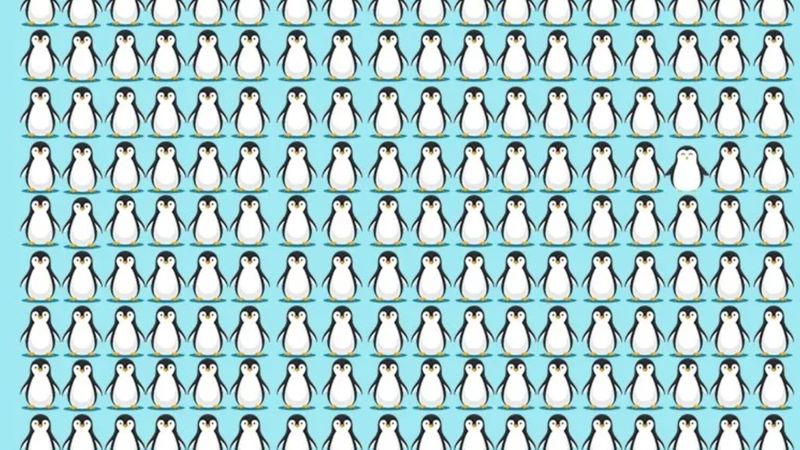 Görsel bulmaca: Farklı olan pengueni ilk bakışta görebilenler üstün zekalı kabul ediliyor!