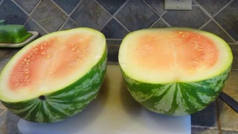 Karpuzu kelek çıkan yaşadı! Delili saklayan tazminatını alıyor...