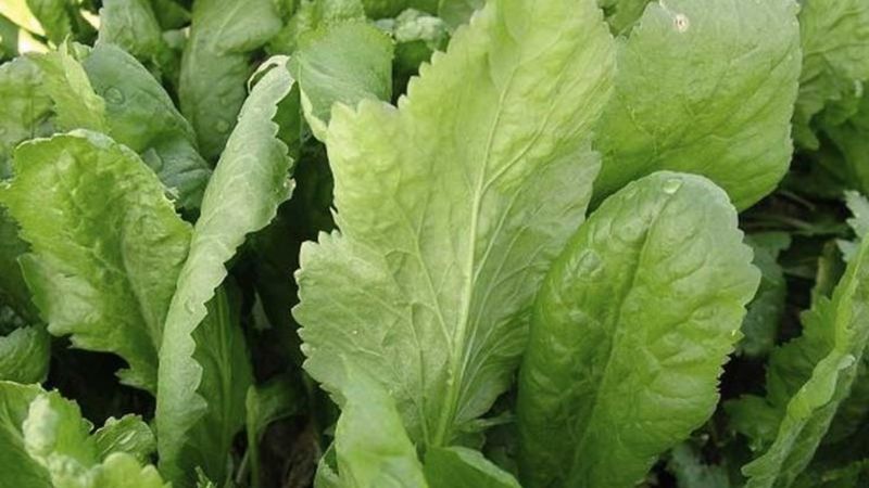 Tere suyu içmenin inanılmaz faydaları! Tertemiz yapıyor...