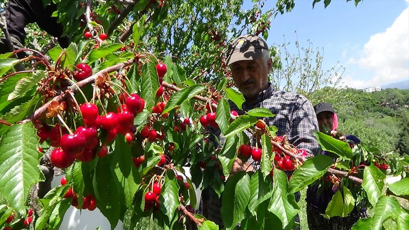 Mersin’de hasadı başladı! Araplar kapış kapış alıyor; Tarlada 70, tezgahta 200 TL…