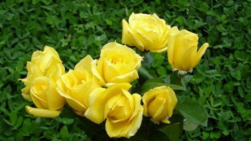 Sarı gülün anlamı nedir? Sarı gül kimlere verilir?