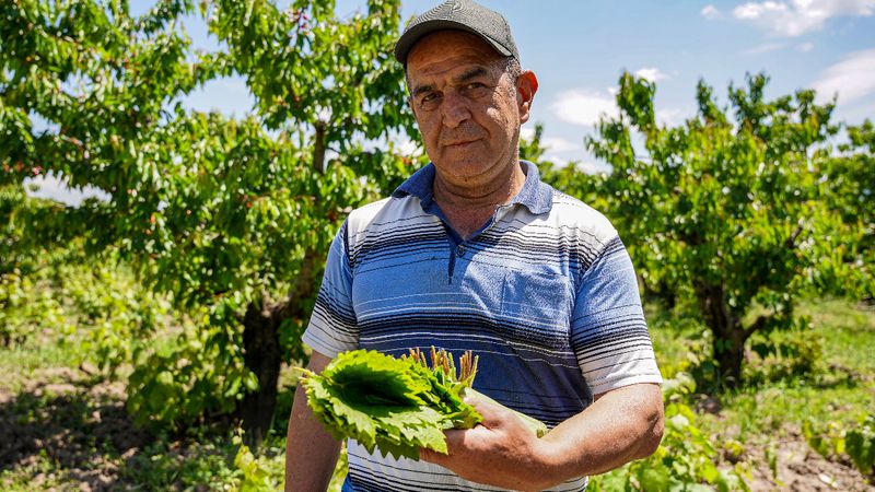 Tokat'ta hasat başladı: Asma yaprakları tek tek toplanıp özenle istifleniyor