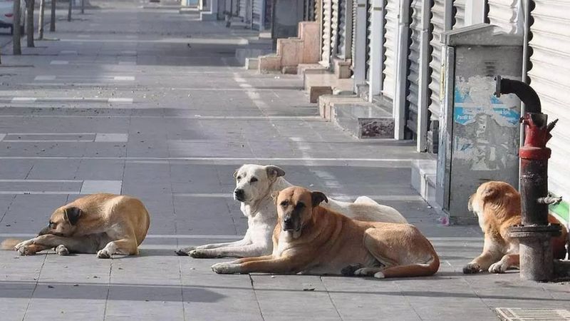 Başıboş köpek düzenlemesi yolda: Barınakta 30 günde sahiplenilmeyenler uyutulacak