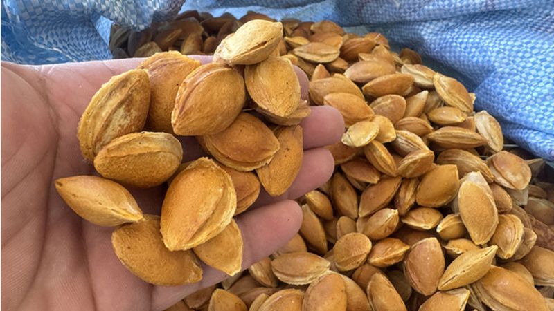 Malatya'da kayısı çekirdeği kabuğundan biyoplastik üretildi