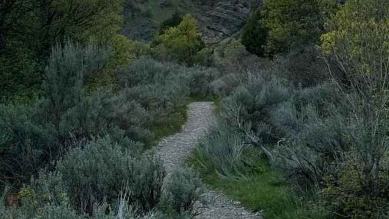 Çalıların arasındaki aslanı 8 saniyede bulun, jilet gibi keskin gözlere sahip olun