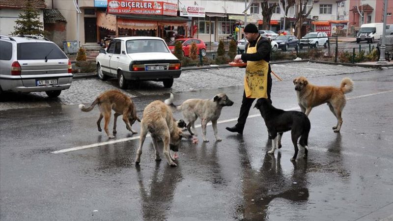 Türkiye sokak köpekleri saldırılarına sahne olurken Avrupa'daki durum