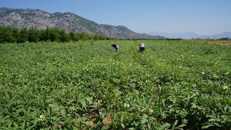 Aydın'da hasadı başladı, fiyatı altın değerinde! Çiftçiler bayram ediyor