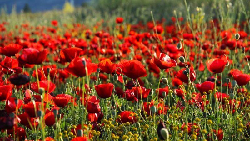 Kahramanmaraş'ta gelinciklerden görsel şölen