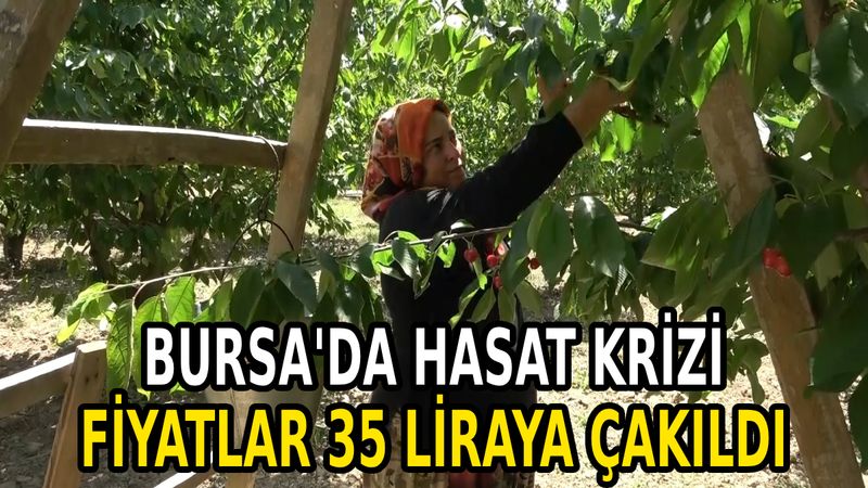 Bursa’da hasat fiyatları dibe vurdu, çiftçiler perişan! Tarlada kilosu 35 lira