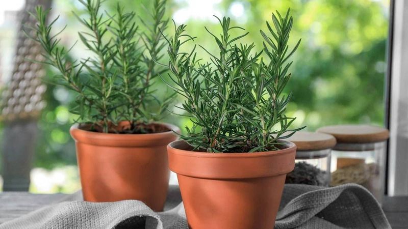 Şifa dağıtan 5 bitki:  Yetiştirenlerin evine hastalık giremiyor