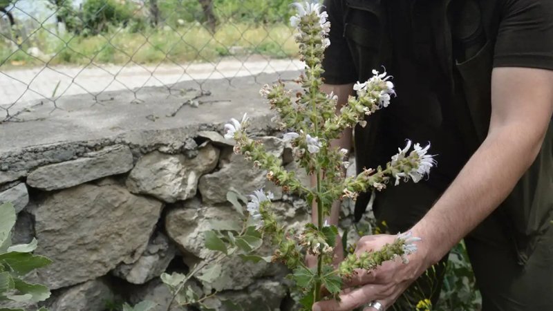 Bu bitkiyi koparmanın bedeli acı: 387 bin 141 lira ceza veriliyor