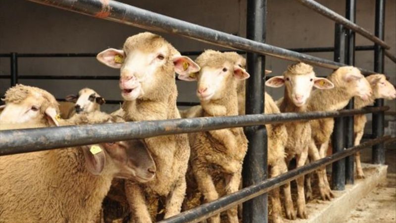 Borcu olan kurban kesebilir mi? Borç varken kurban kesilir mi?