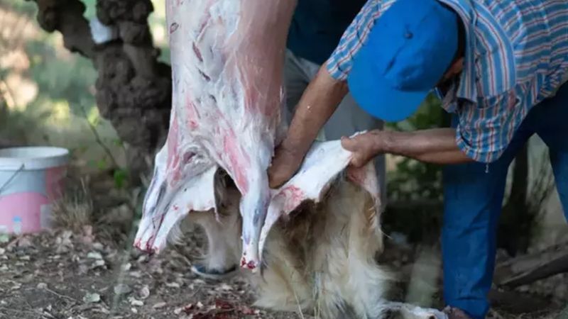 Atından 10 kat daha değerli! Kurbanın derisini sakın atmayın, resmen servet yatıyor
