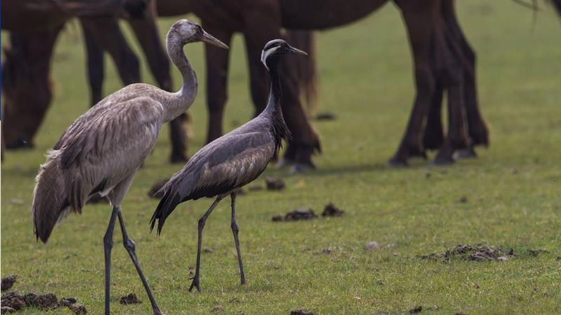 Turnalar sıkı koruma altında