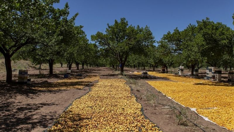 Iğdır’da sarı altın hasadı başladı! Adeta şifa kaynağı; kilosu 35 lira