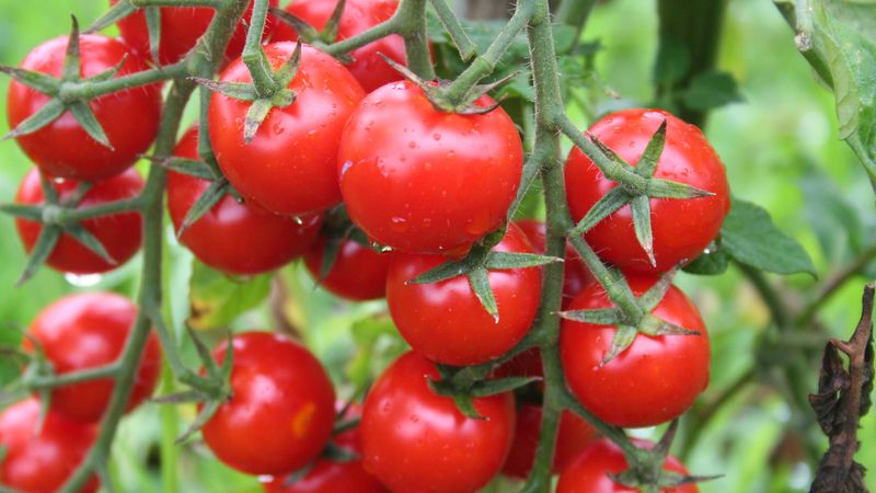 Domatesin faydaları nelerdir? Domates nelere iyi gelir?