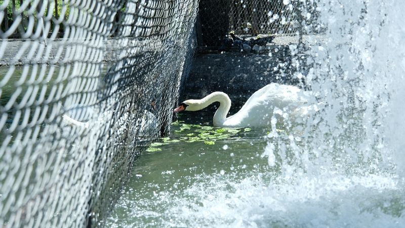 Ankara Kuğu Park'ta kavga eden kuğular için önlem