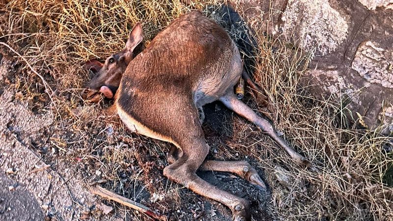 Sakarya’da yola fırlayan geyiğe otomobil çarptı