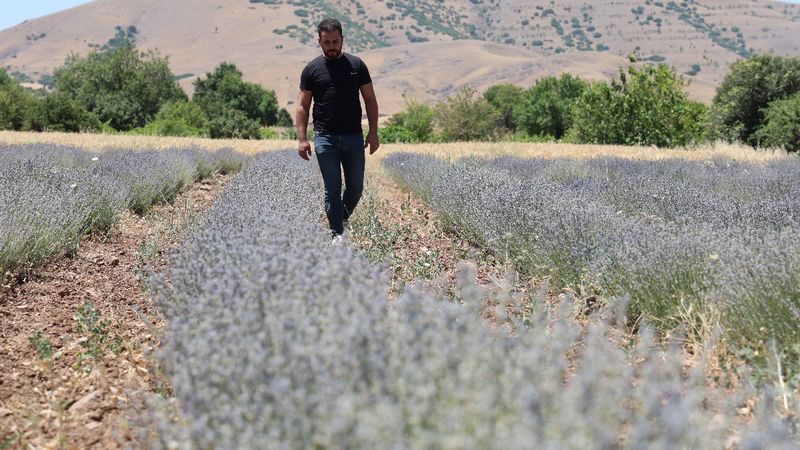 İnternette görüp lavanta üreticisi oldular