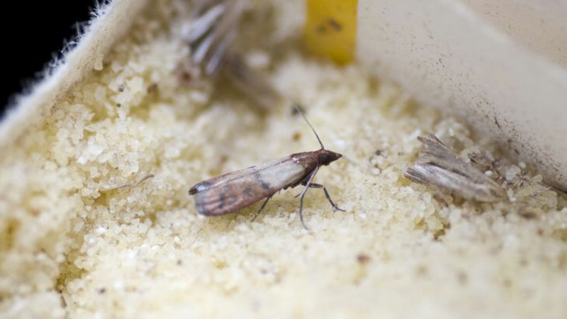 Güve oluşumunu engellemek için bakın ne yapmak gerekiyormuş...