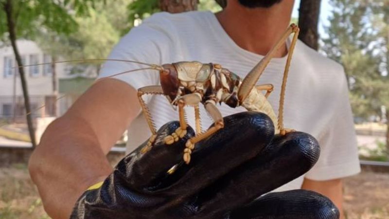 Korkmamak elde değil! Et yiyen dev çekirge ortaya çıktı, boyutuyla şaşkına çevirdi…