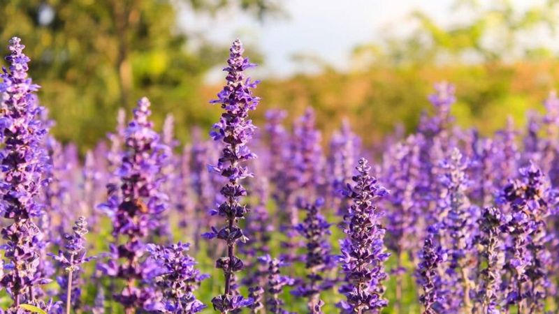 Hayıt otunun faydaları saymakla bitmiyor! İşte hayıt otunun faydaları...