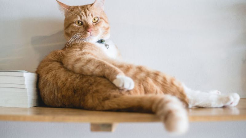 Kedi yaşı nasıl hesaplanır? İşte yaygın olarak kullanılan bir yöntem...