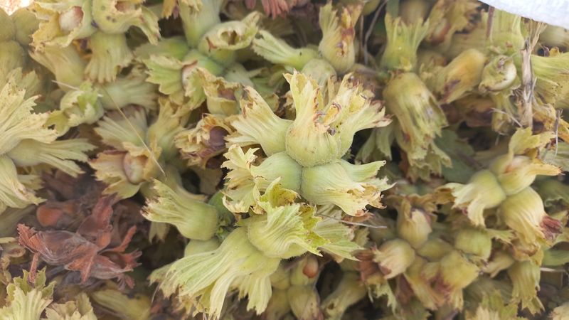 Düzce'de fındık üreticileri erkenden hasat yapmaya başladı