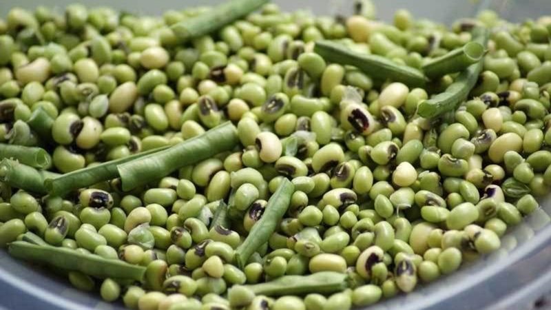 Ne mercimek, ne fasulye! Bu baklagil 20 dakika pişiyor, asla gaz yapmıyor...