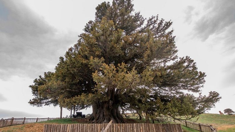 Türkiye’nin en yaşlı ağacı bulundu! 4 bin yıllık ömrü daha var...