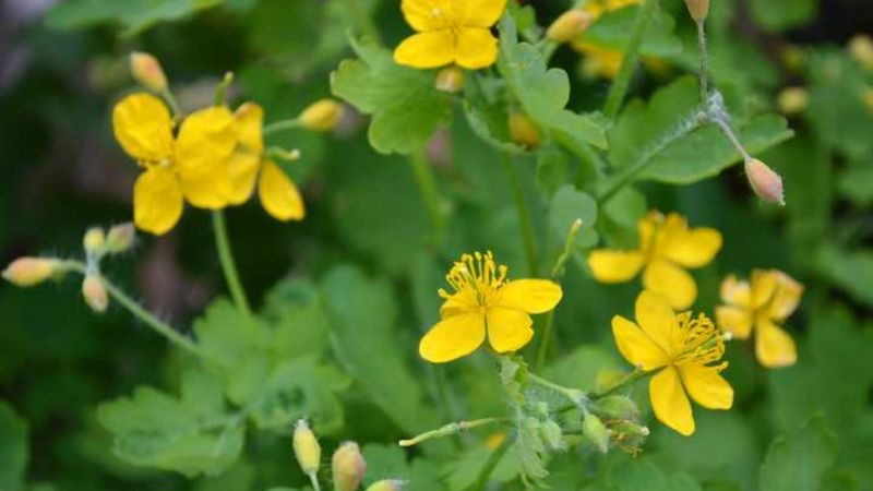 Bu bitkinin 1 damlası bile göz hastalıklarını iyileştiriyor!