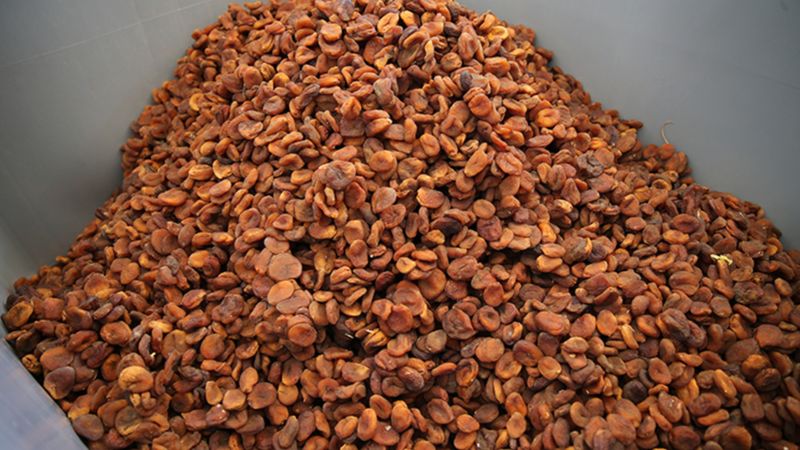 Malatya'da kuru kayısı yeni ihracat sezonuna hızlı başladı