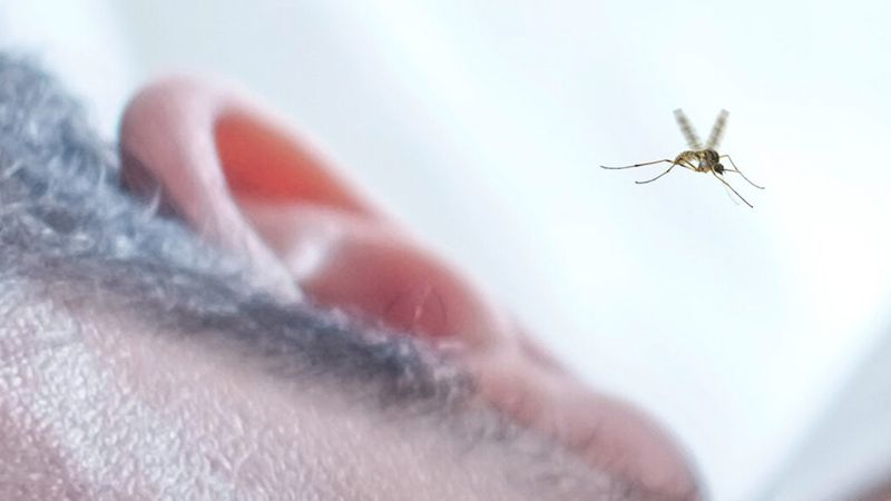 Sivrisineklerin kulak dibinde vızıldamalarının nedeni bakın neymiş...